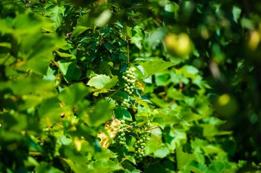 Yeşil üzüm Şubesi