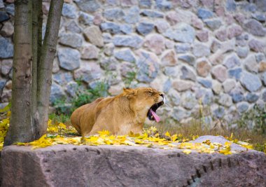 Afrika büyük aslanı