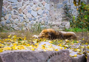 Afrika büyük aslanı