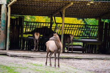 Vahşi büyük geyikler