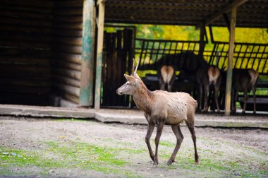 Vahşi büyük geyikler