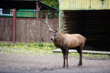 Vahşi büyük geyik