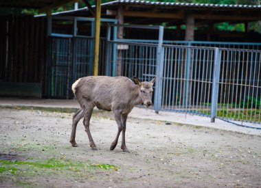 Vahşi büyük geyik