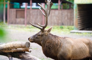 Vahşi büyük geyik