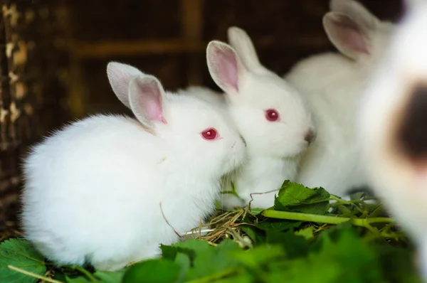 Funny white rabbits — Stock Photo, Image