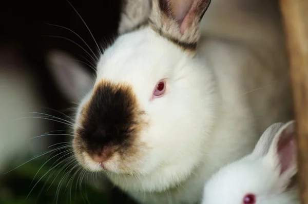 Funny white rabbits — Stock Photo, Image