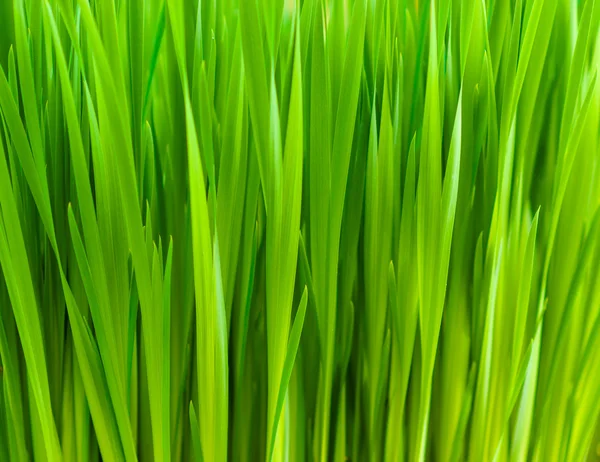 Green grass background — Stock Photo, Image