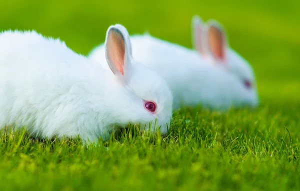 Baby witte konijnen in gras — Stockfoto