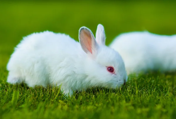 Baby white rabbits in grass — Stock Photo, Image