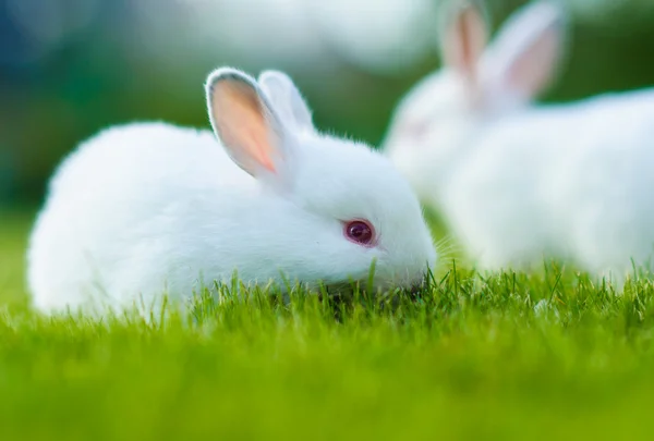 Baby witte konijnen in gras — Stockfoto