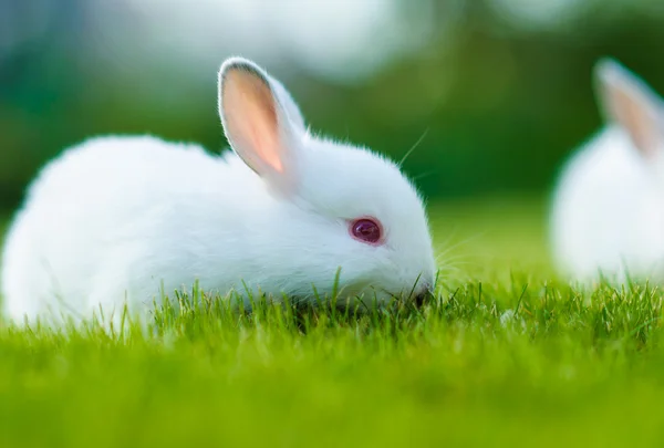 Дитячі білі кролики в траві — стокове фото