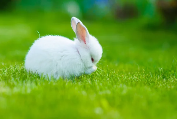 Conejo blanco bebé divertido — Foto de Stock