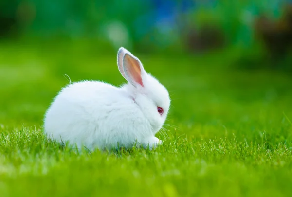 面白い赤ちゃん白ウサギ — ストック写真