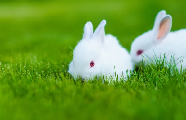 Baby witte konijnen in gras — Stockfoto