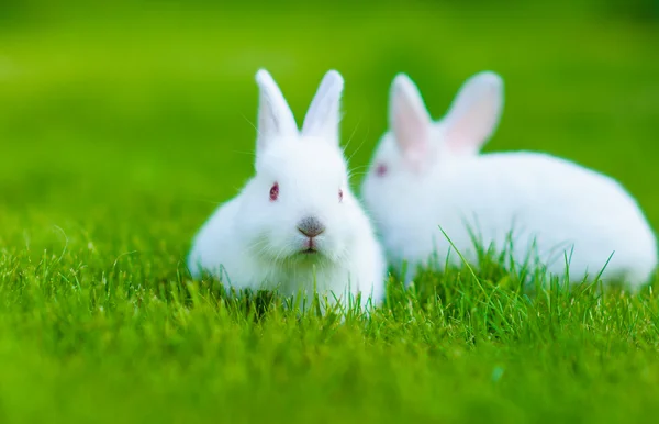 Bebê coelhos brancos na grama — Fotografia de Stock