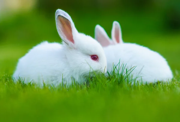 Baby white rabbits in grass — Stock Photo, Image