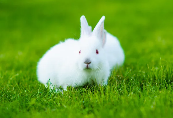 Bebé conejos blancos en la hierba —  Fotos de Stock