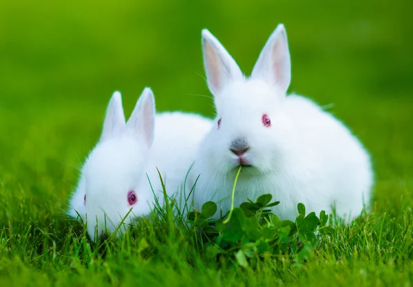 Забавна дитина білий кролик — стокове фото