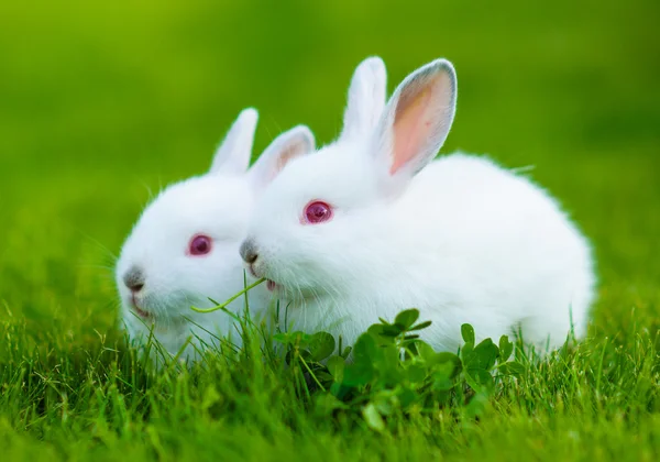 Bébé drôle lapin blanc — Photo