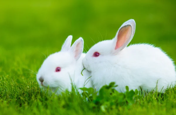 有趣的婴儿白色兔子 — 图库照片