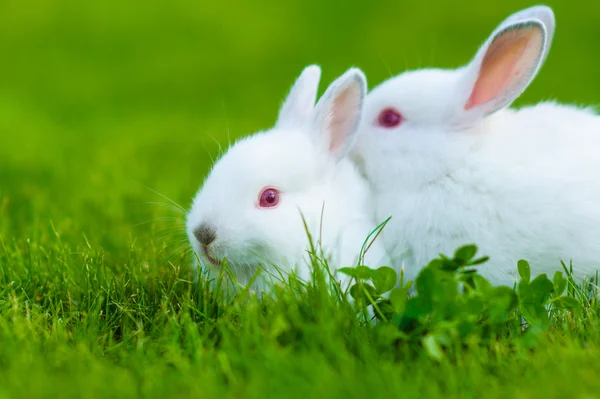 Conejo blanco bebé divertido — Foto de Stock