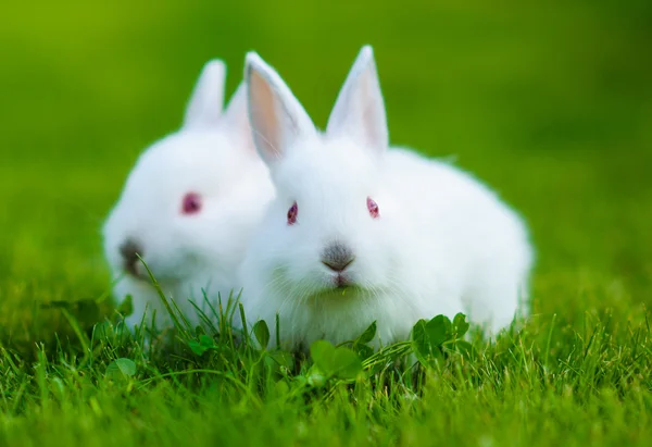 Conejo blanco bebé divertido — Foto de Stock