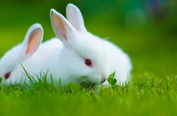 Funny baby white rabbit — Stock Photo, Image