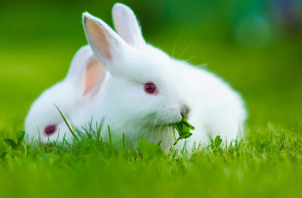 Divertente bambino coniglio bianco — Foto Stock