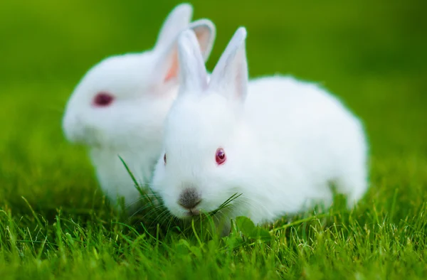 Conejo blanco bebé divertido — Foto de Stock