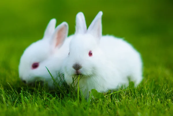 Забавна дитина білий кролик — стокове фото