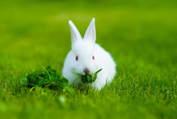 Funny baby wit konijn — Stockfoto
