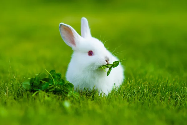 Funny baby white rabbit — Stock Photo, Image