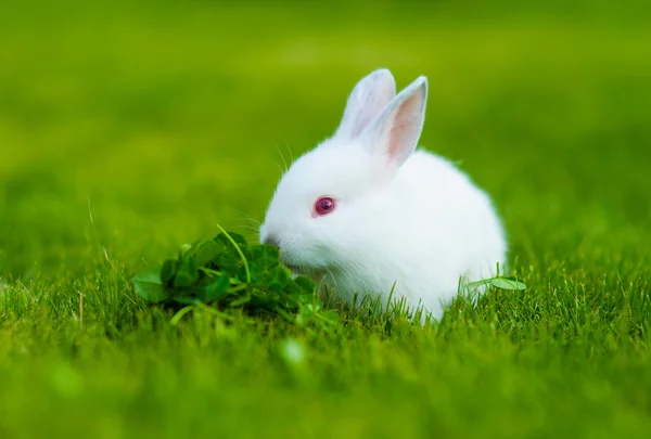 Funny baby wit konijn — Stockfoto