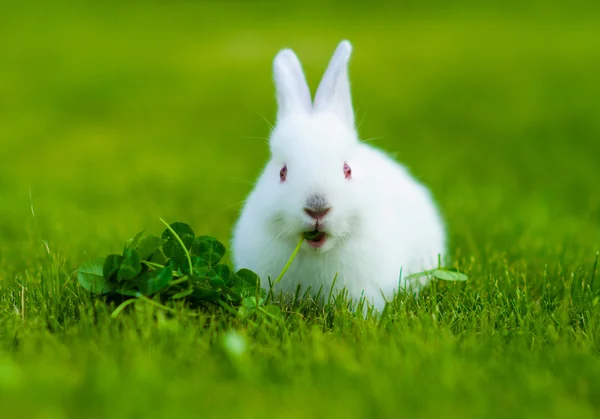 Conejo blanco bebé divertido — Foto de Stock