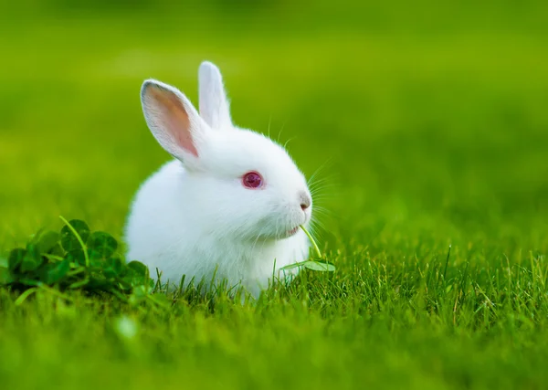 Divertido bebé conejo blanco comiendo trébol en la hierba — Foto de Stock