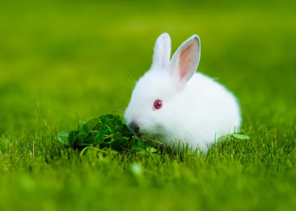 Divertido bebé conejo blanco comiendo trébol en la hierba —  Fotos de Stock