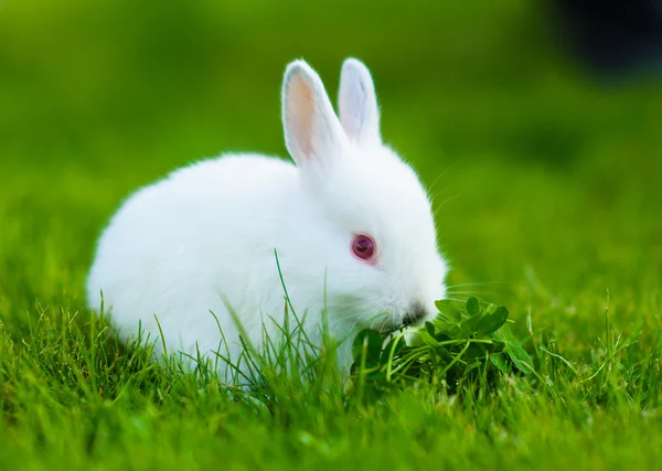 Divertido bebé conejo blanco comiendo trébol en la hierba — Foto de Stock