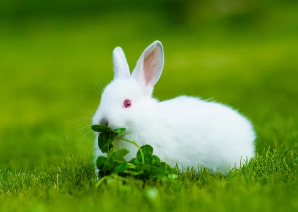 Divertido bebé conejo blanco comiendo trébol en la hierba — Foto de Stock