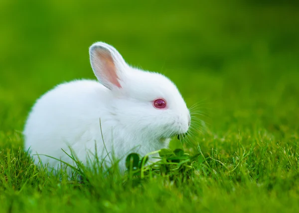 Divertido bebé conejo blanco comiendo trébol en la hierba —  Fotos de Stock