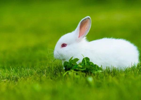 Divertido bebé conejo blanco comiendo trébol en la hierba — Foto de Stock