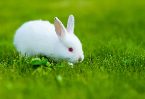 Engraçado bebê coelho branco comendo trevo na grama — Fotografia de Stock