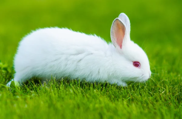Funny baby wit konijn in gras — Stockfoto