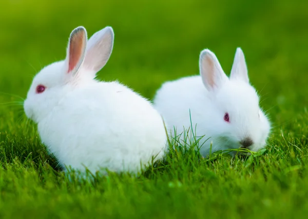 Funny baby wit konijn in gras — Stockfoto