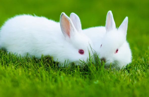 Divertido bebé conejo blanco en la hierba — Foto de Stock