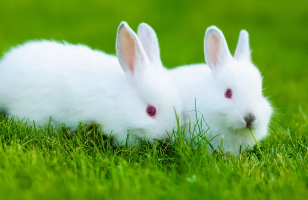 Funny baby wit konijn in gras — Stockfoto