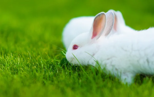 Divertente bambino coniglio bianco in erba — Foto Stock