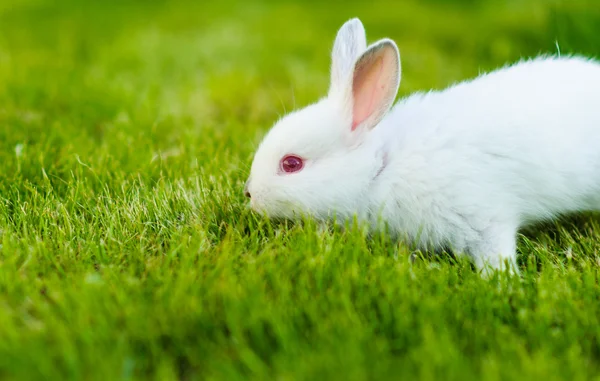 Divertido bebé conejo blanco en la hierba — Foto de Stock