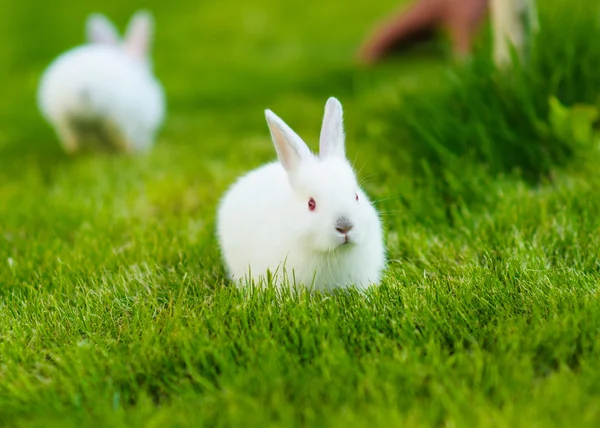 Funny baby wit konijn in gras — Stockfoto