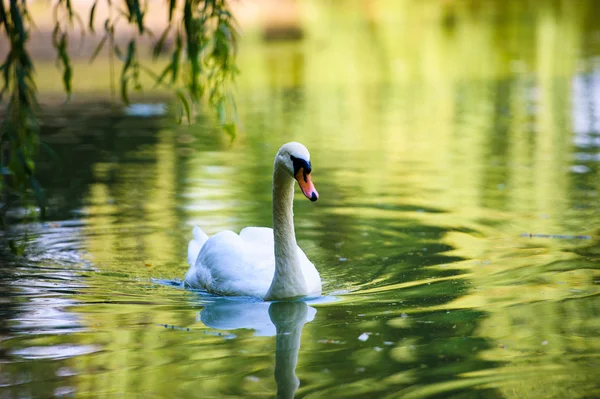 Belos cisnes jovens no lago — Fotografia de Stock