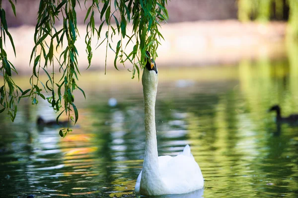 Mooie jonge zwanen in lake — Stockfoto